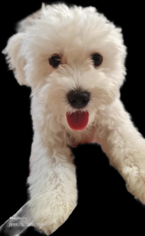 Leo, un simil lagotto giocherellone Foto 4